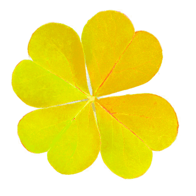 golden_clover2