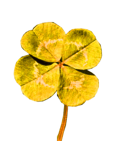 golden_clover4